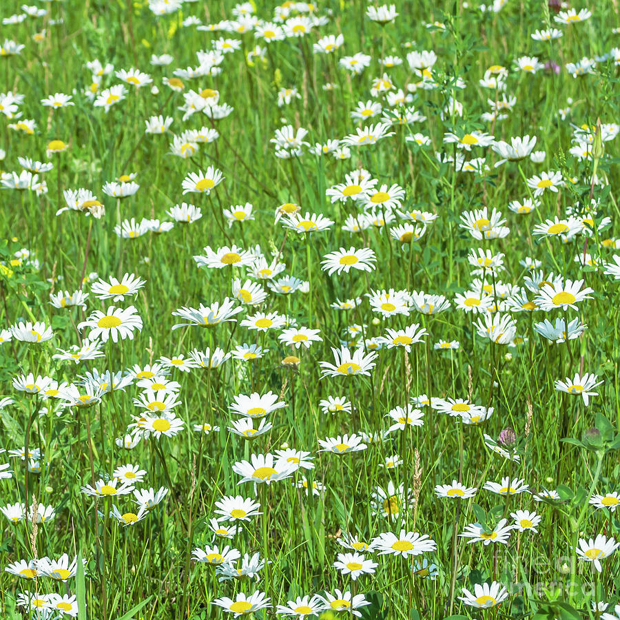 Field Of Daisies Photograph By Stephen Thomas Fine Art America