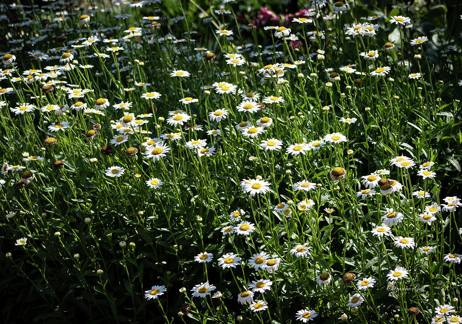 Field of Daisies Photograph by Suzanne Gaff