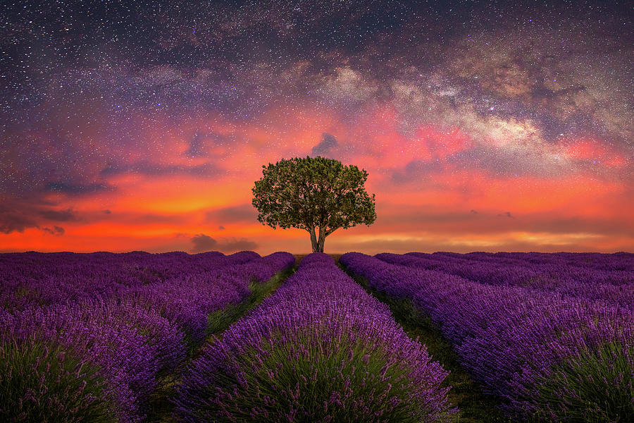 Field of Dreams Photograph by Ryan Smith
