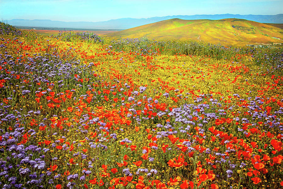 Field Of Dreams - Superbloom 2019 Photograph