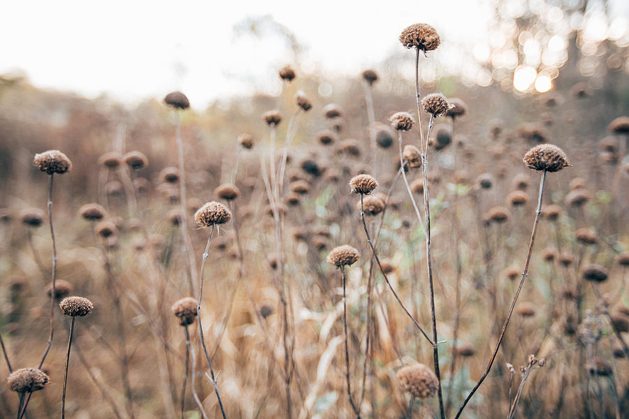 Field of Dried Flowers Photograph by Jena Ardell