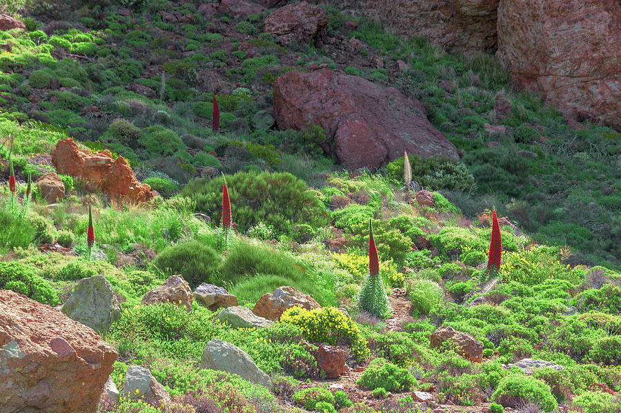 Field of Echium wildpretii in Teide National Park Photograph by Sun Travels