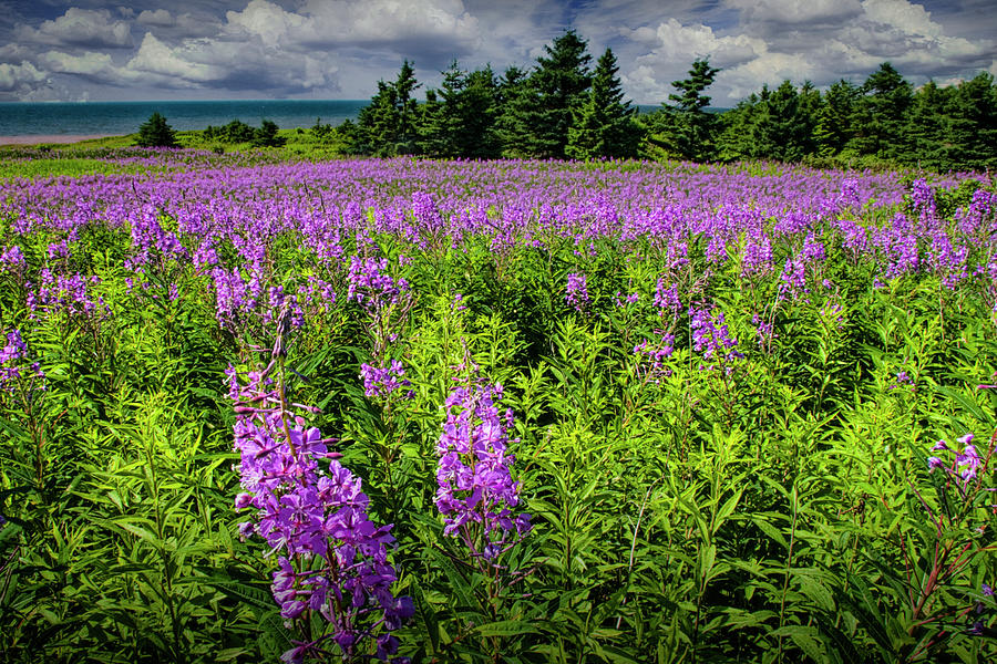 Field of Fireweed Blossoms also known as Rosebay Willowherb Flow Photograph by Randall Nyhof