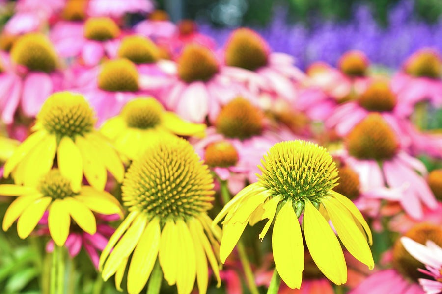 Field of Florals