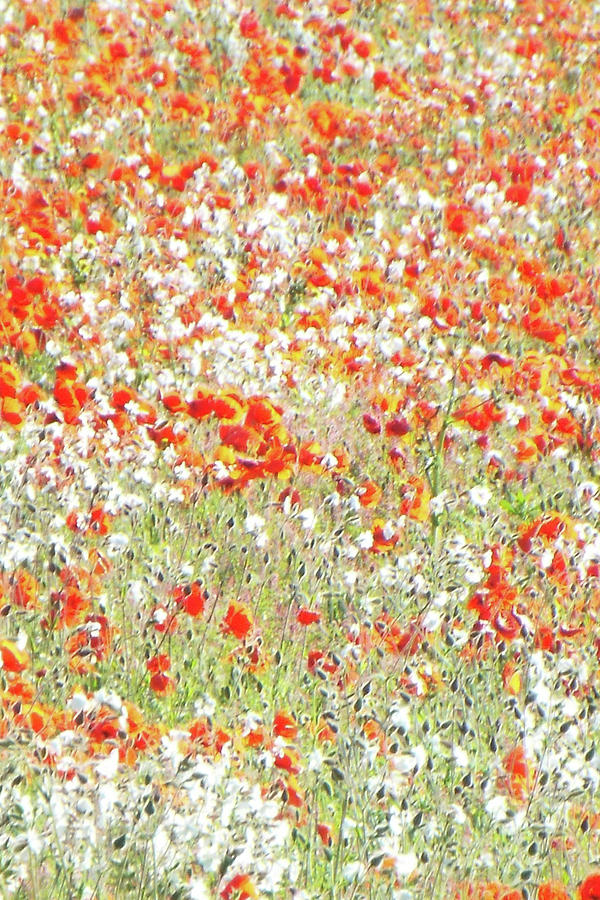 Field Of Flowers  #2 Painting by David Wilkins