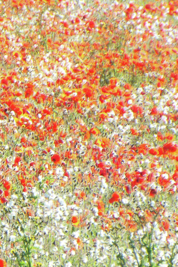 Field Of Flowers  #3 Painting by David Wilkins