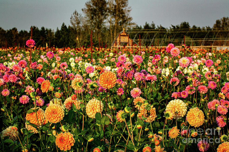 Field of Flowers Photograph by Ally Hiestand - Fine Art America