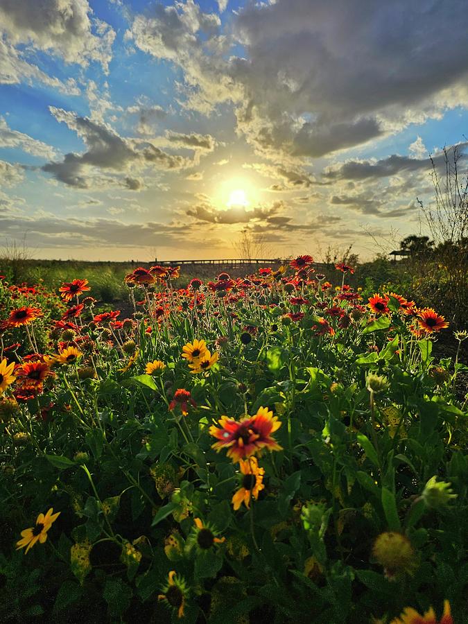 Field of Flowers at Sunset Photograph by Chuck Purro - Fine Art America