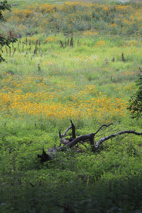 Madison Photograph - Field Of Flowers by Callen Harty Madison Photograph - Field Of Flowers by Callen Harty