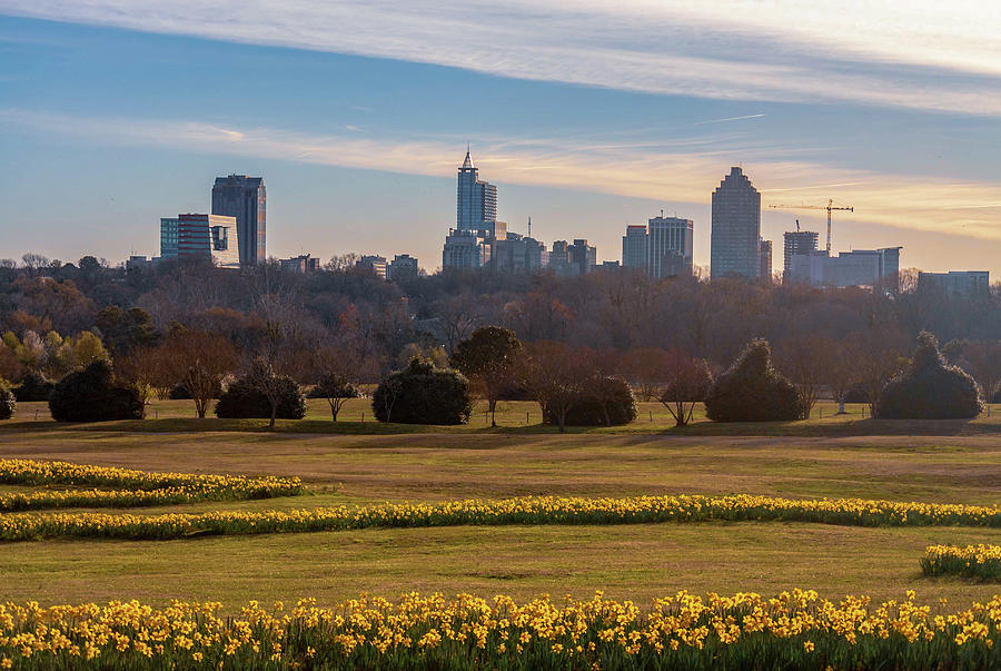 Field of flowers with the Raleigh Skyline Photograph by Rick Nelson