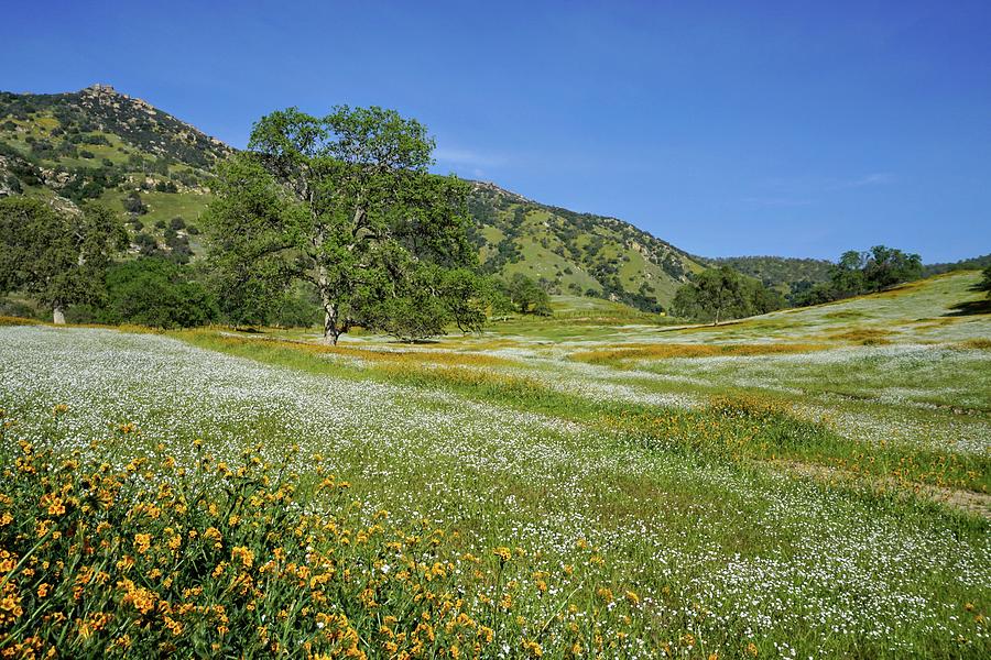 Field of Flowers Yokohl Valley  Photograph by Brett Harvey