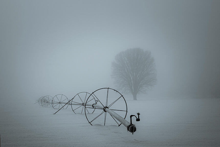 Field of Fog Photograph by Mike Lee