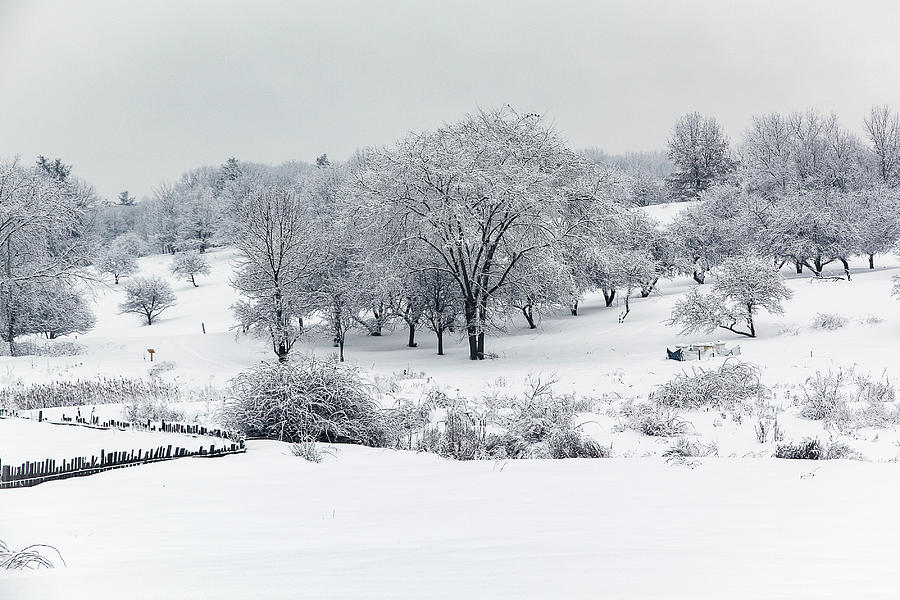 Field of Fresh Snow Photograph by Denise Kopko