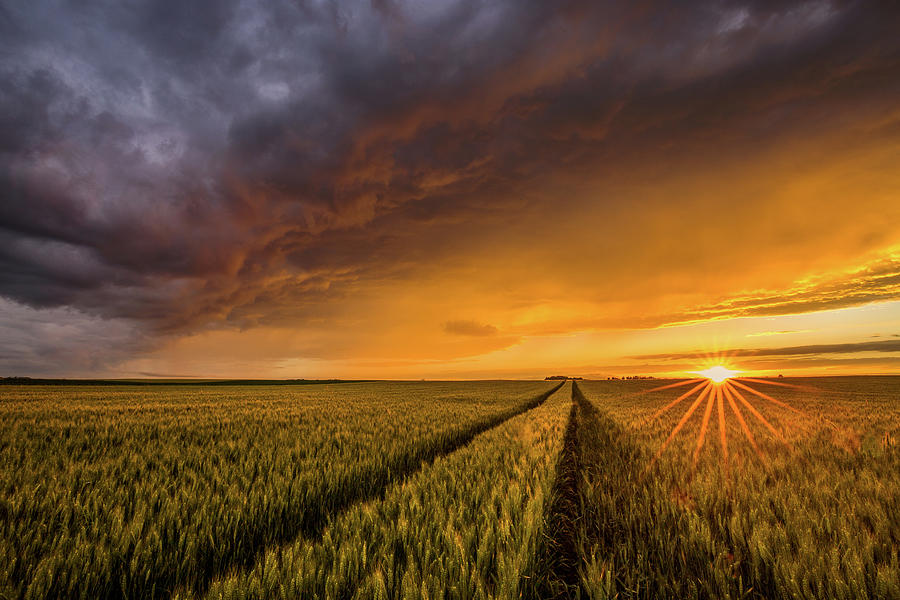 Field of gold Photograph by Davorin Mance