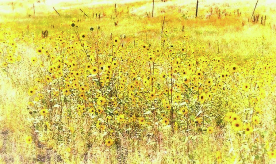 Field of Gold Photograph by Nadalyn Larsen