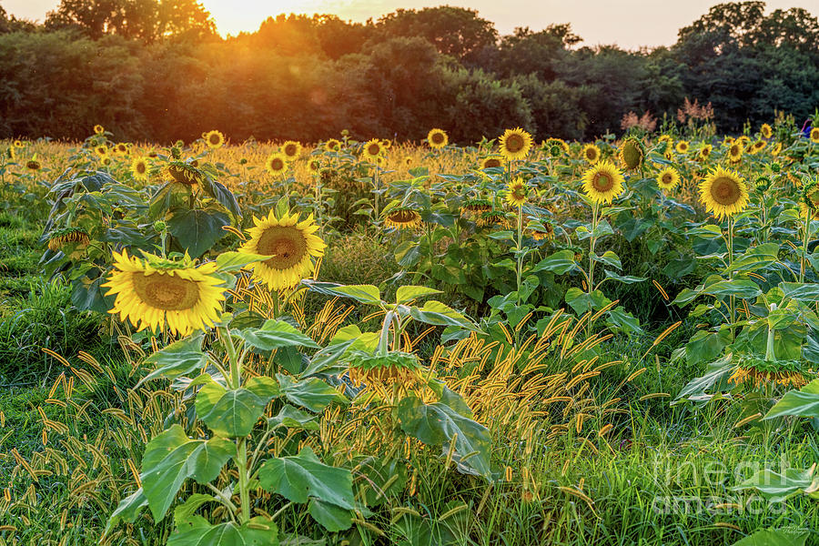 Field Of Golden Sunflowers Photograph by Jennifer White