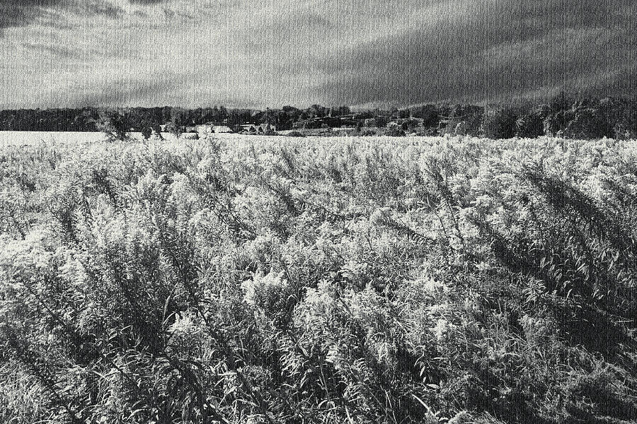 Field Of Goldenrod In Storm Photograph