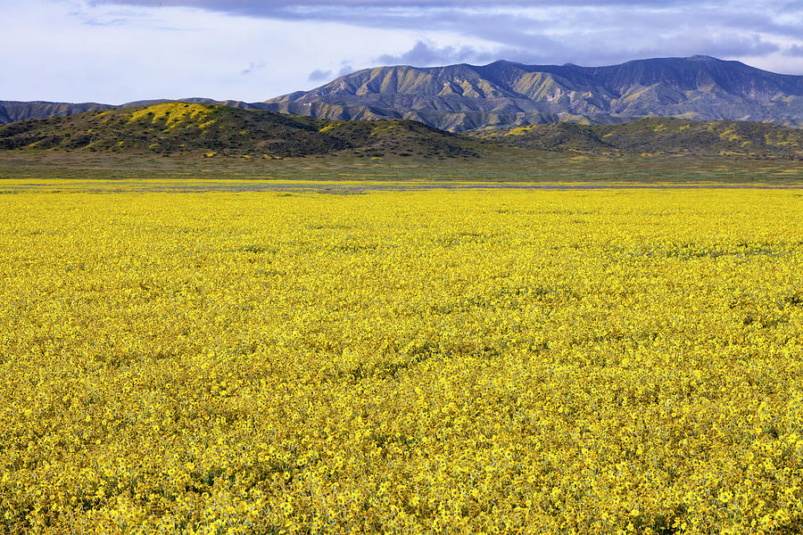Field of Goldfields, Carrizo Plain Photograph by Rick Pisio
