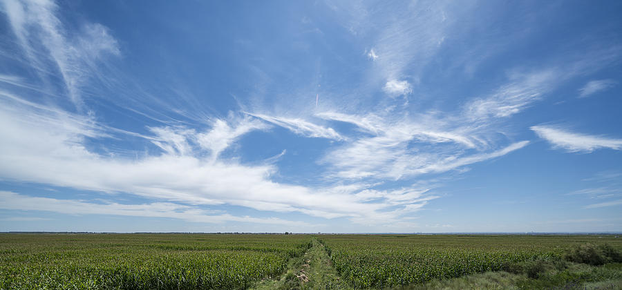 Field of grass and sky Photograph by Xinzheng