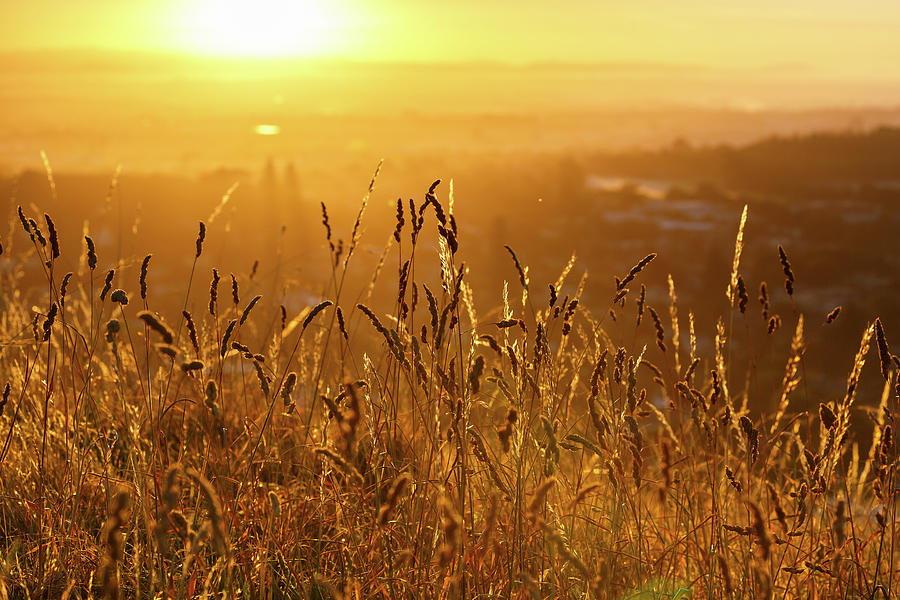 Field of grass during sunrise Photograph by Jason KS Leung