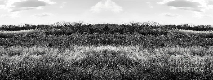 Fields of Grass Photograph by Marcia Lee Jones
