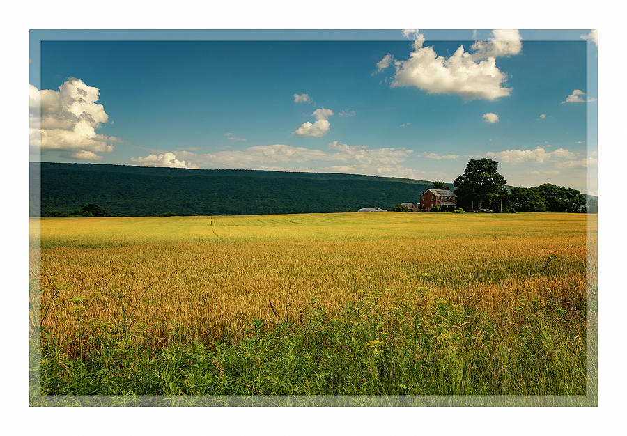 Field of Greens Photograph by ARTtography by David Bruce Kawchak