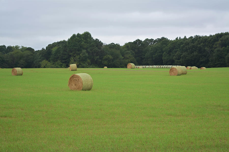 Field Of Hay Bales 3 Photograph