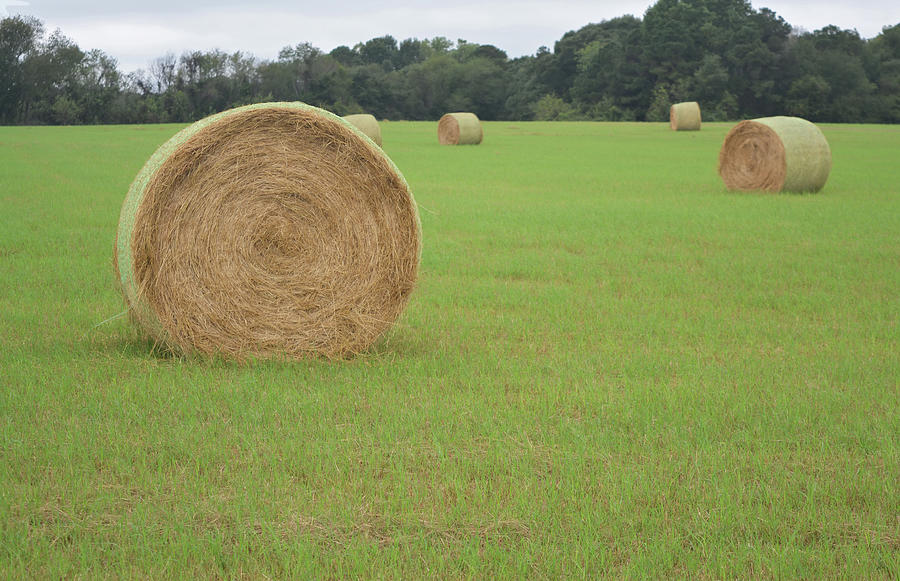 Field Of Hay Bales Photograph