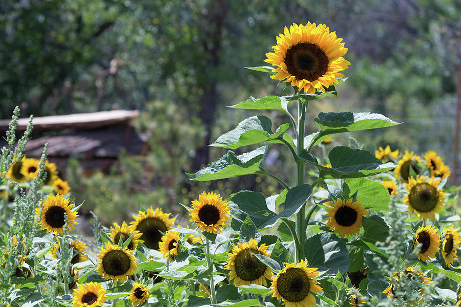 Sunflower Photograph - Field of Joy by John Daly
