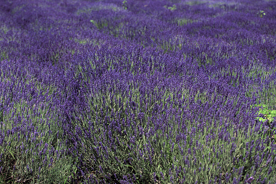 Field of lavender Photograph by Comstock Images