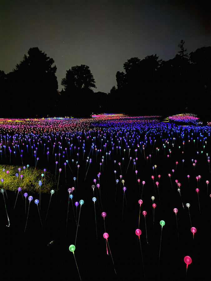 Field of Light #4 Longwood Gardens Photograph by Deborah League