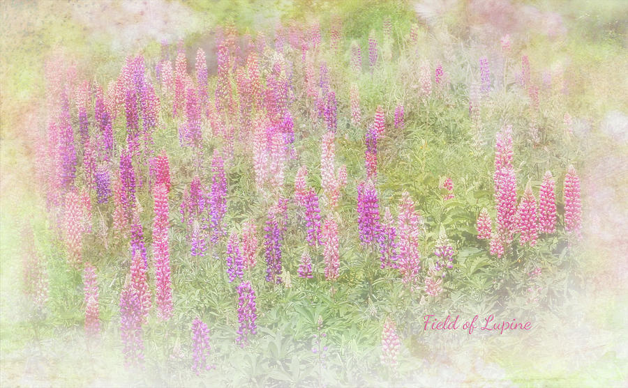 Field of Lupine Mixed Media by Patti Deters