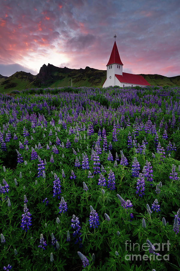 Sunset Photograph - Field of Lupine Wildflowers Surrounding Church in Iceland at Sunset by Tom Schwabel