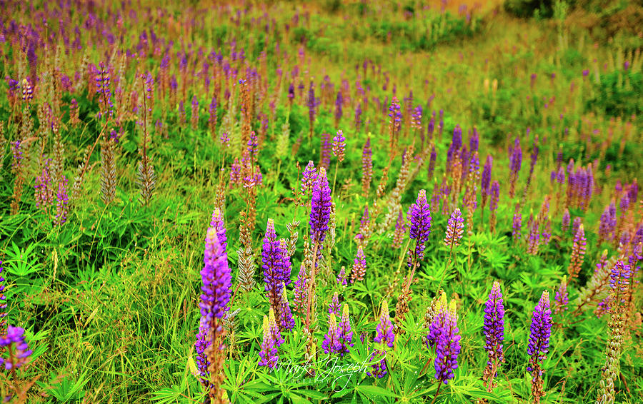 Field of Lupines Photograph by Mark Joseph