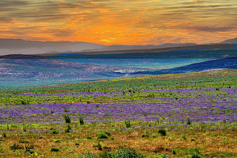 Field of Lupines, Spring Valley, Nevada Photograph by Stephanie Salter