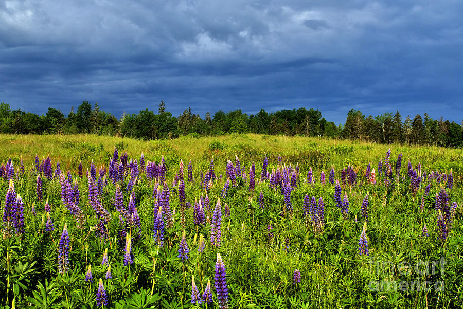 Field of Luppin Purple Flowers June in Nova Scotia Photograph by