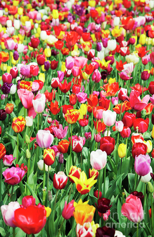 Tulip Photograph - Field of Mixed Colorful Tulips by Neil Overy