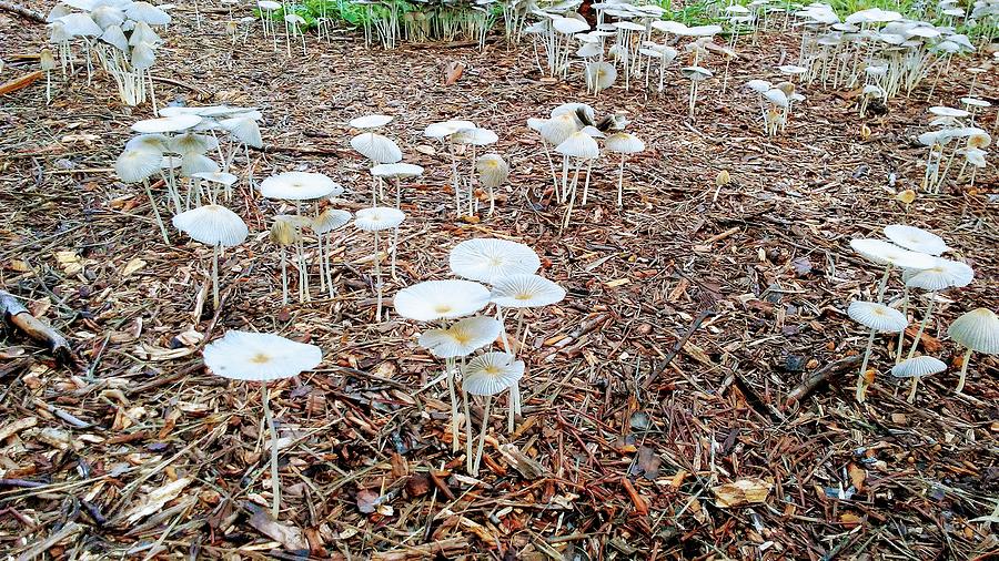 Field of Mushrooms  Photograph by Belinda Lee