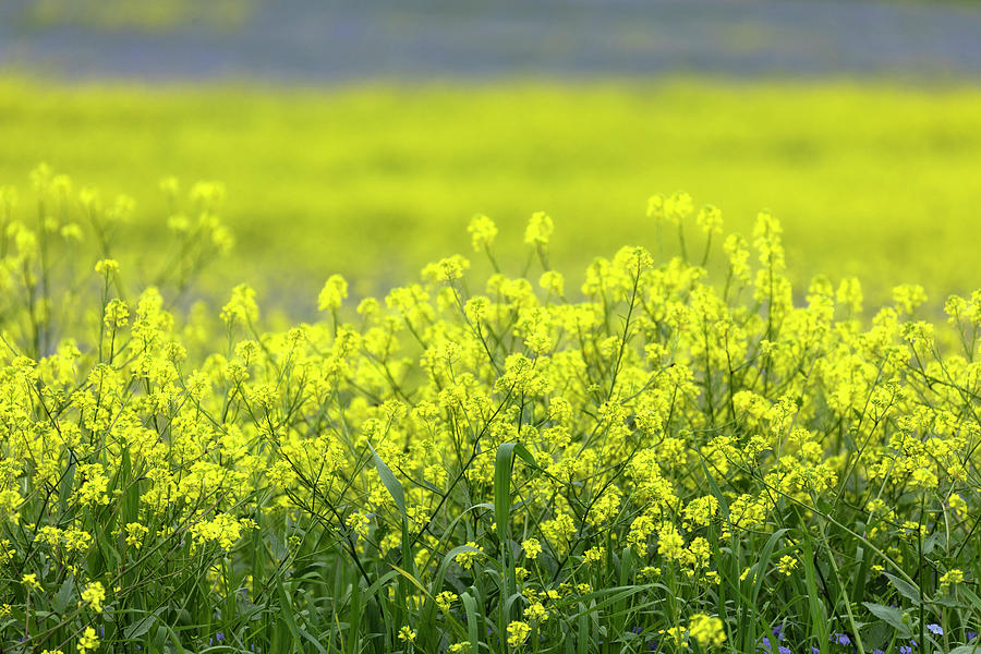 Field of Mustard Flowers Photograph by Lindley Johnson - Fine Art America