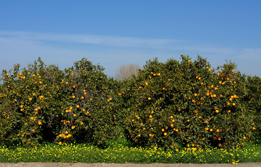 Field of orange trees Photograph by Miguel Sotomayor