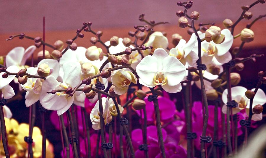 Field Of Orchids Photograph by Ira Shander