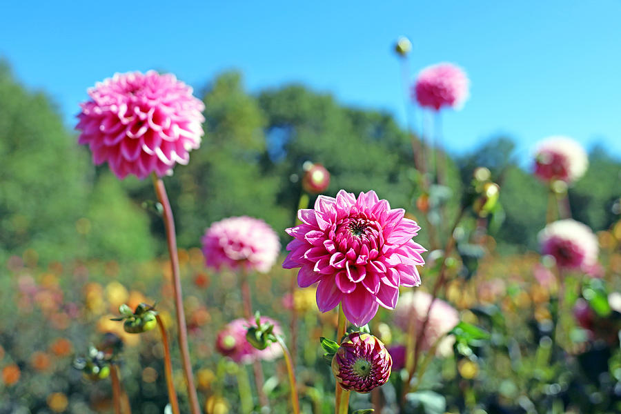 Field of Pink Dahlias Photograph by Lisa Cuipa