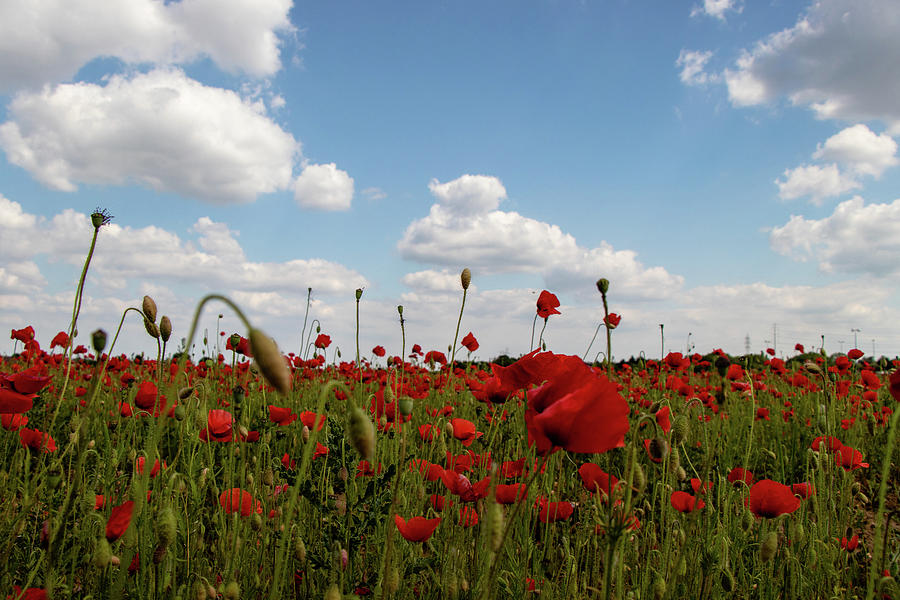 Field of Poppies 2 Photograph by Avenue Des Images - Pixels