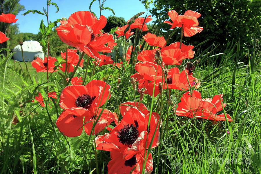 Field of Red Poppies Photograph by Aidan Moran