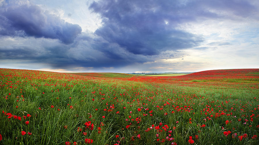 Field of poppies bloom Photograph by CactuSoup