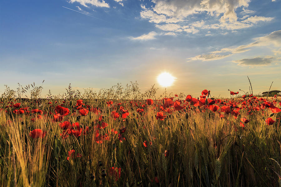Field of poppies Photograph by Fabiano Di Paolo
