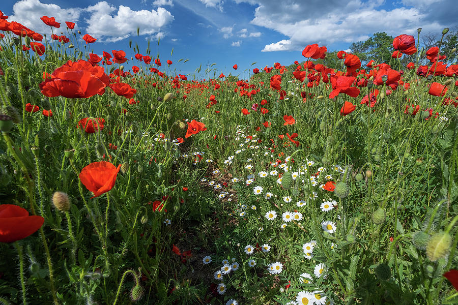 Field of poppy flowers and daisies Photograph by Mikhail Kokhanchikov