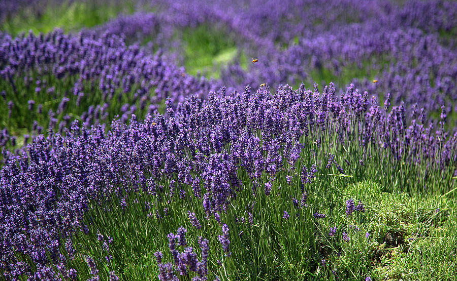 Field of Purple Flowers Photograph by Dart Humeston