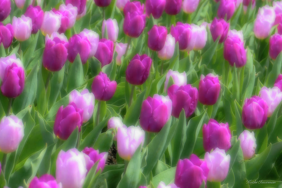 Field of Purple Tulips Photograph by Kathi Isserman
