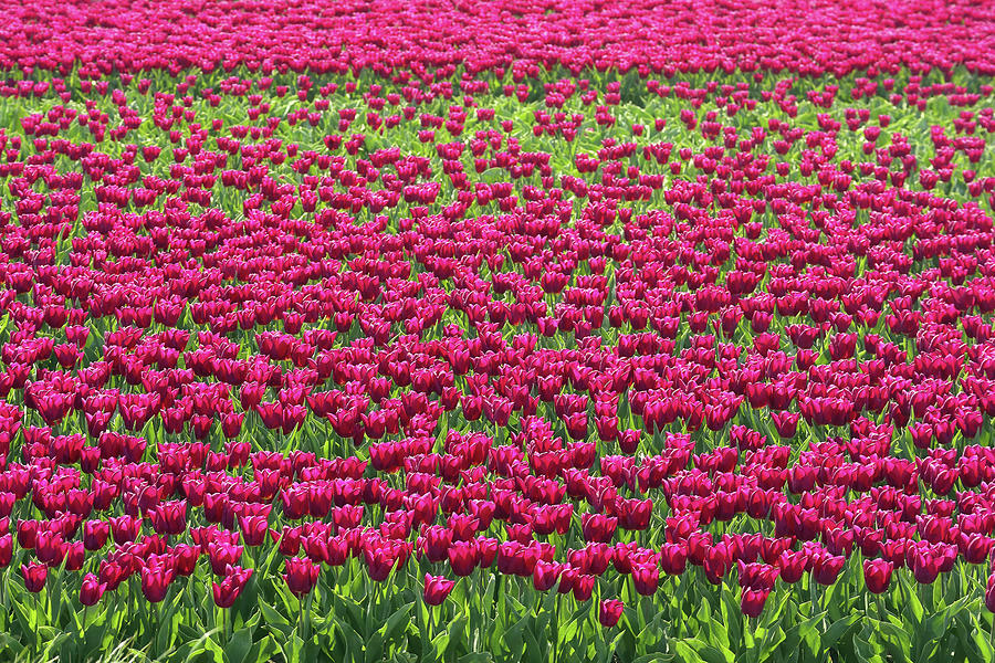 Field of Purple Tulips Photograph by Maria Meester